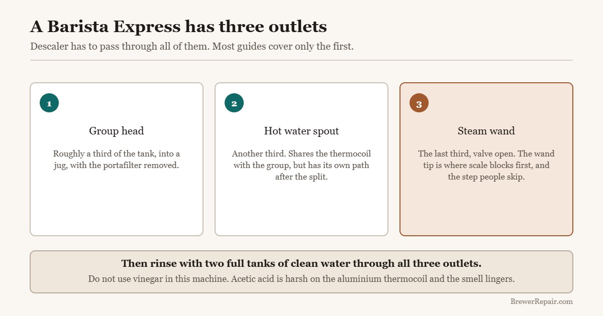 Diagram showing the three outlets that must be descaled on a Breville Barista Express: group head, hot water spout and steam wand